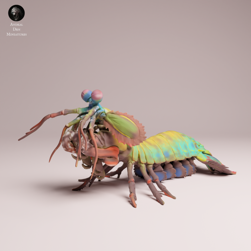 Peacock Mantis Shrimp 1-1