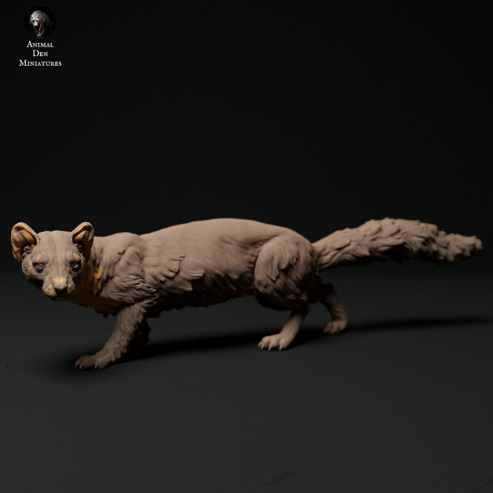 Pine Marten