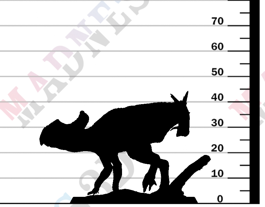 Protoceratops - Walk