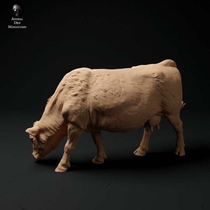Red Devon Cow