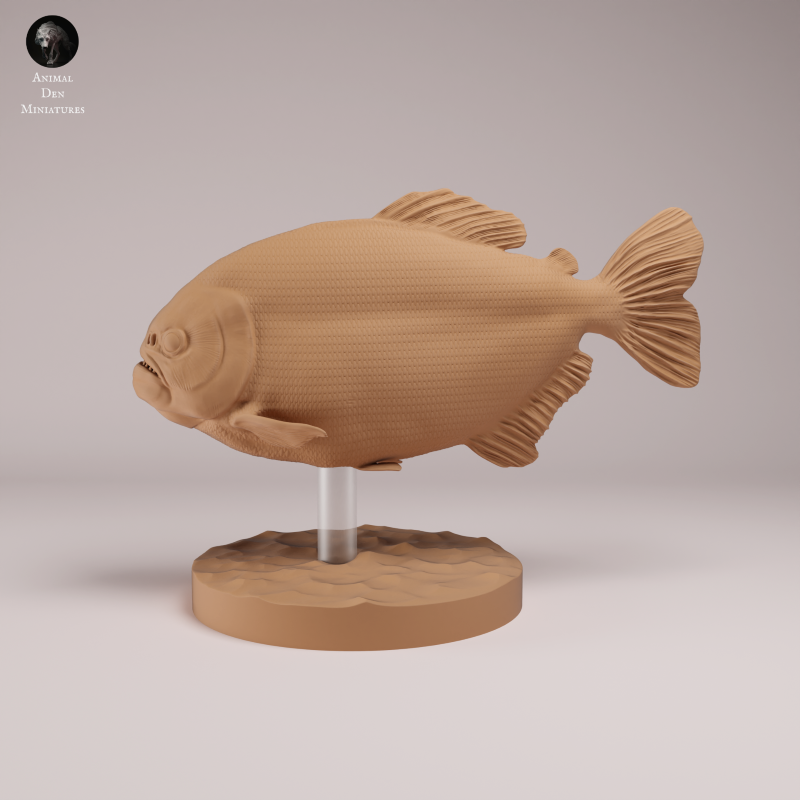 Red Bellied Piranha