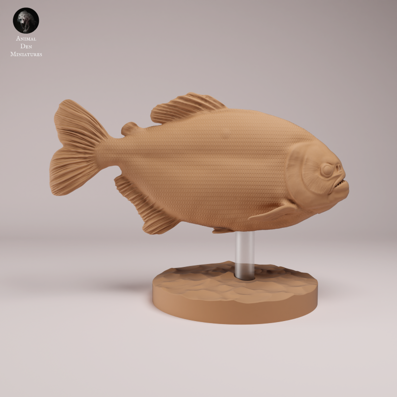 Red Bellied Piranha