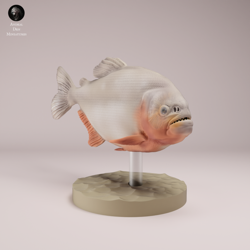 Red Bellied Piranha