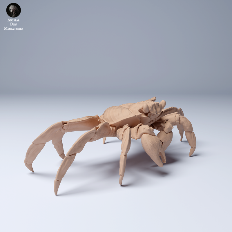 Sally Lightfoot Crab