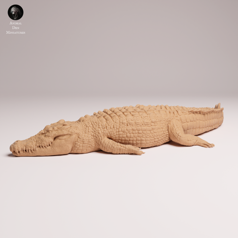 Saltwater Crocodile Lying 1:32