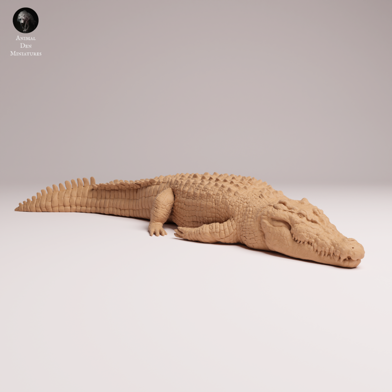 Saltwater Crocodile Lying 1:32