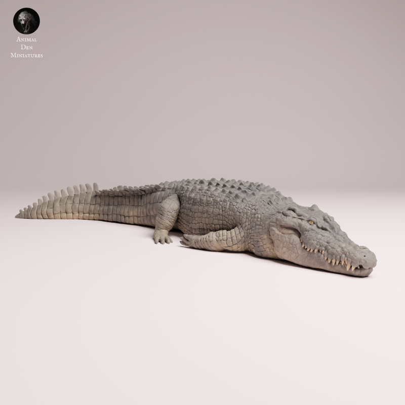 Saltwater Crocodile Lying 1:32