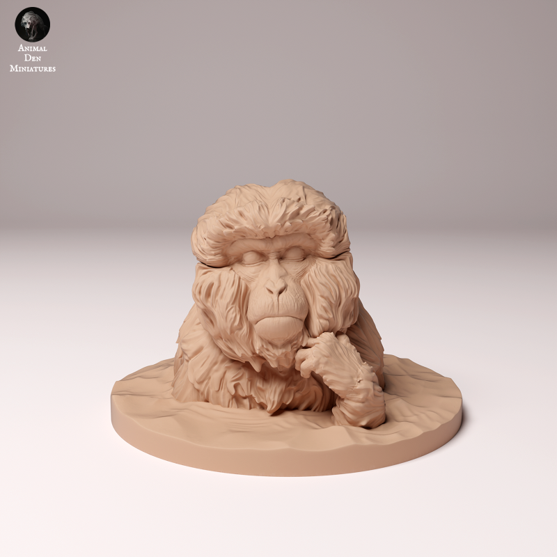 Macaque Monkey