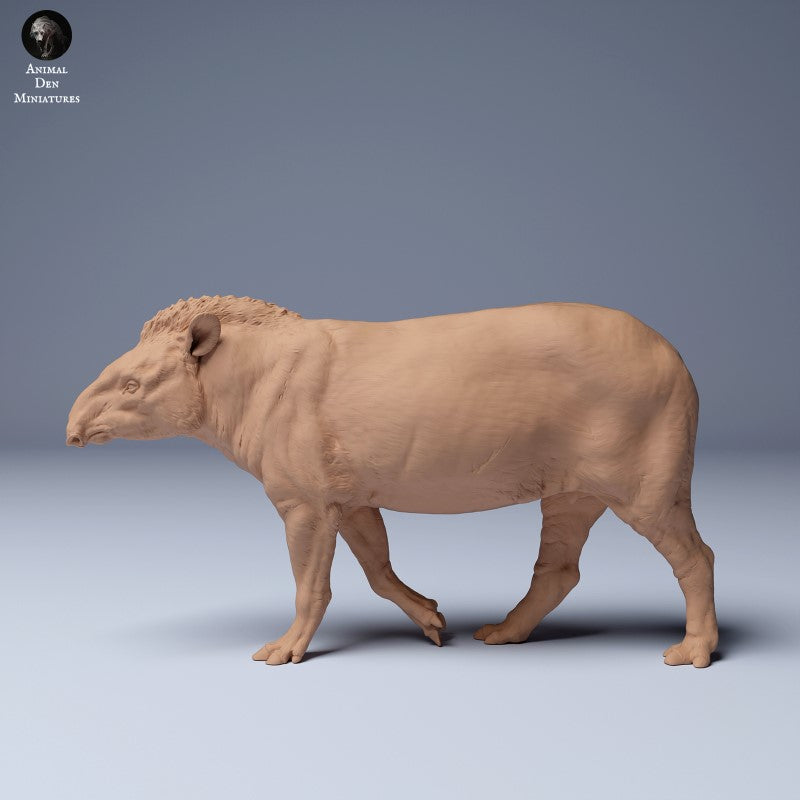 Brazilian Tapir