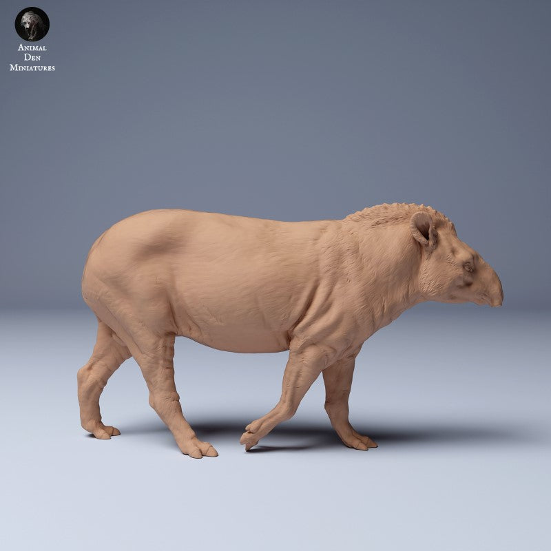 Brazilian Tapir