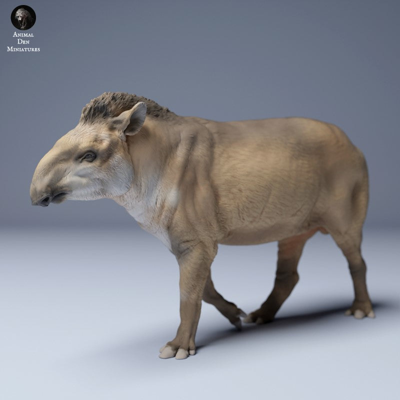 Brazilian Tapir