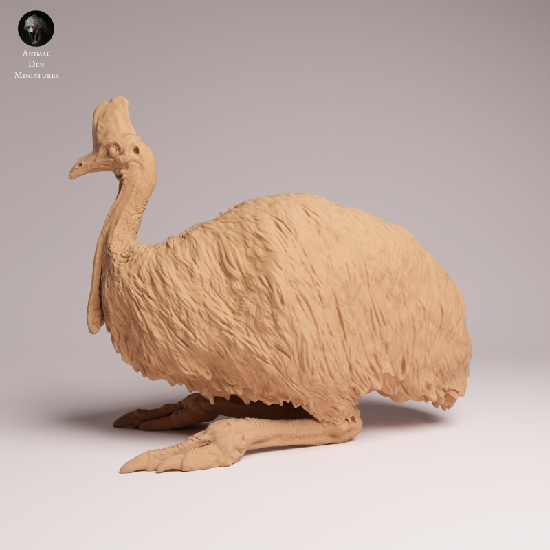 Southern Cassowary Lying 1:24