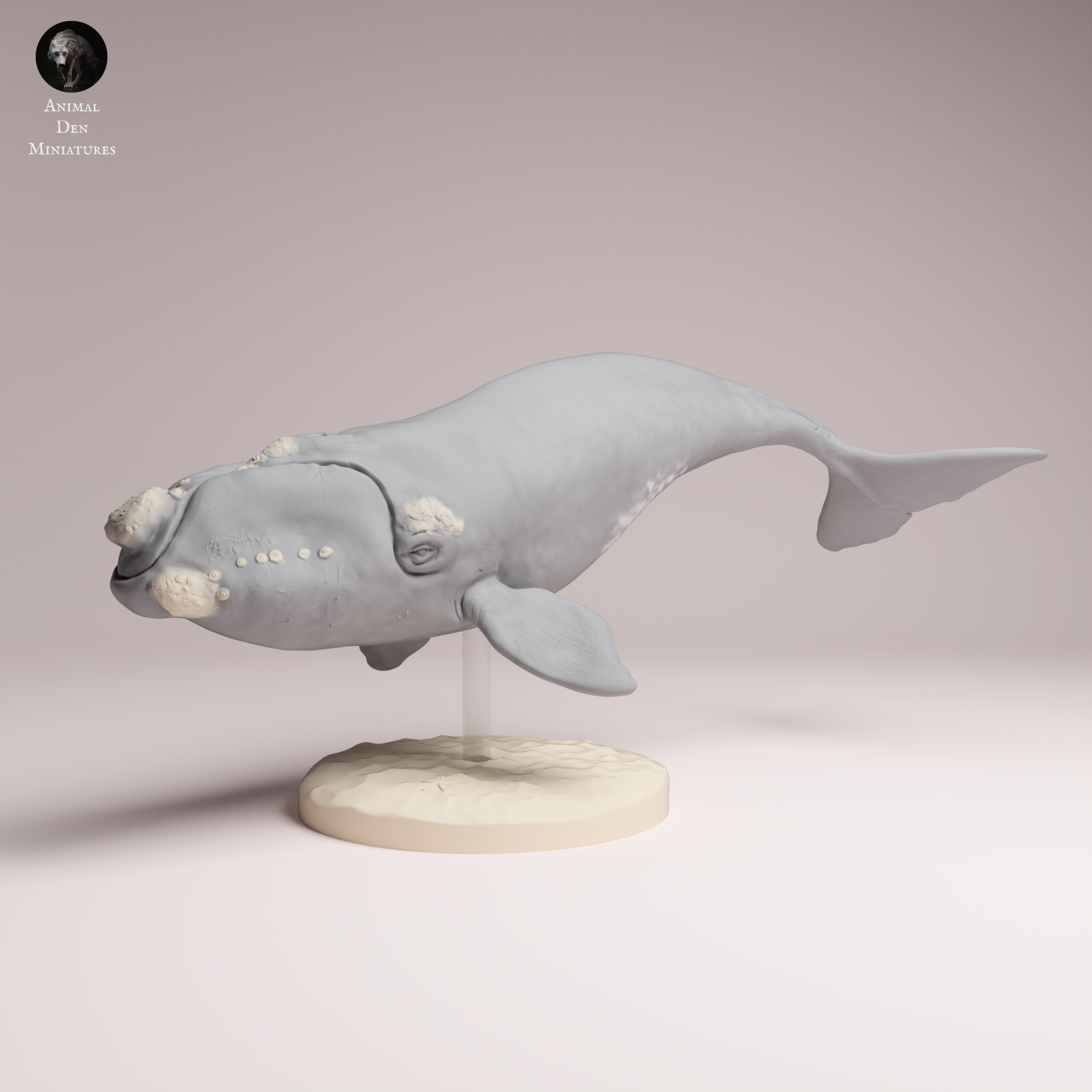Southern Right Whale 1:100