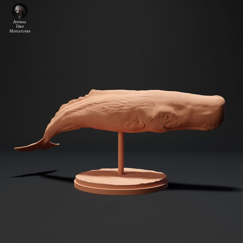 Sperm Whale
