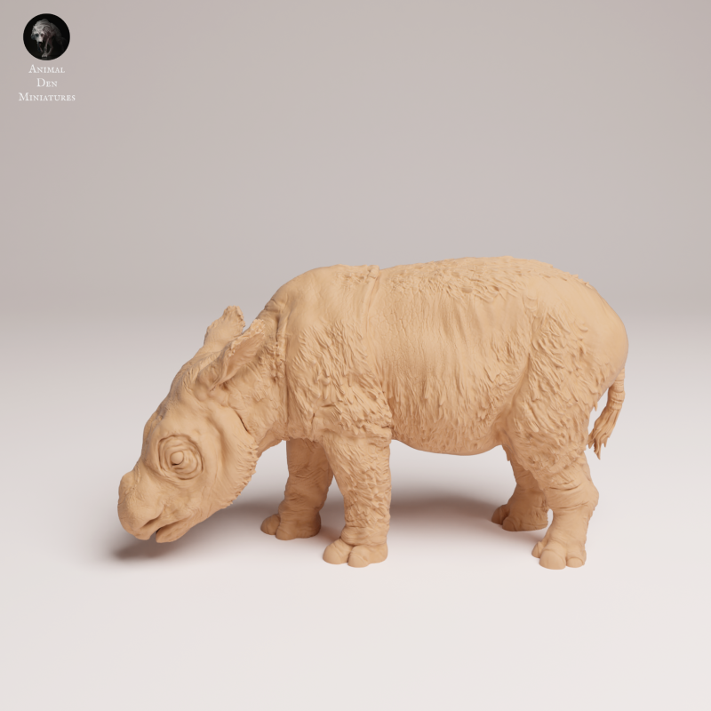 Sumatran Rhino Calf