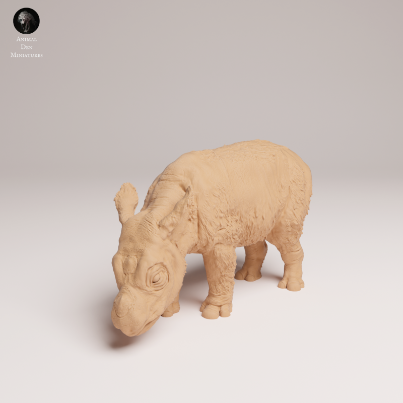 Sumatran Rhino Calf