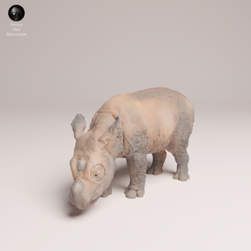 Sumatran Rhino Calf