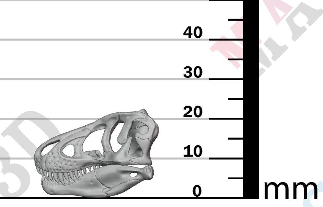 Dinosaur Skulls - Group 2