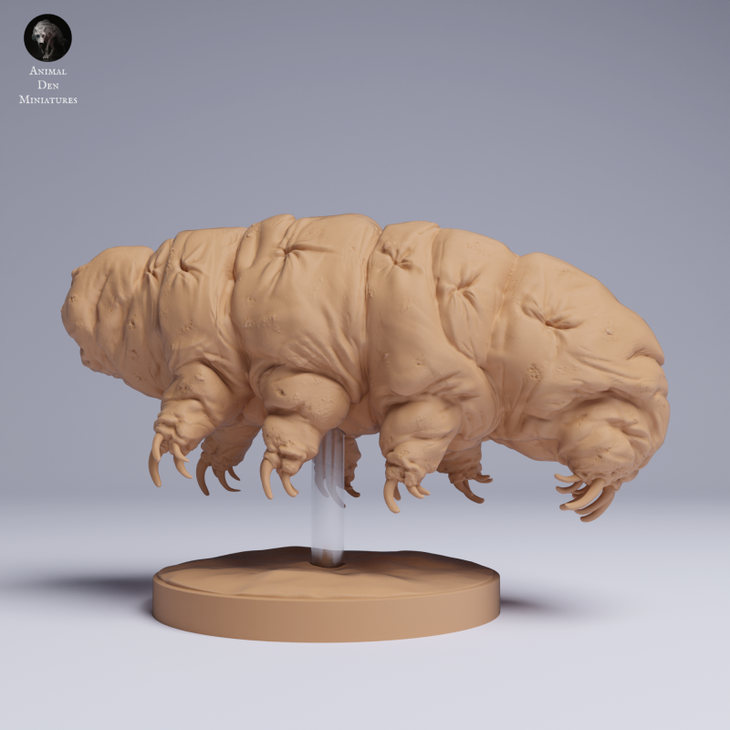 Tardigrade - Water Bear
