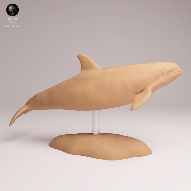 Vaquita