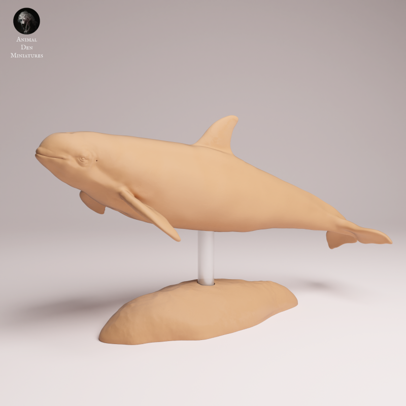 Vaquita