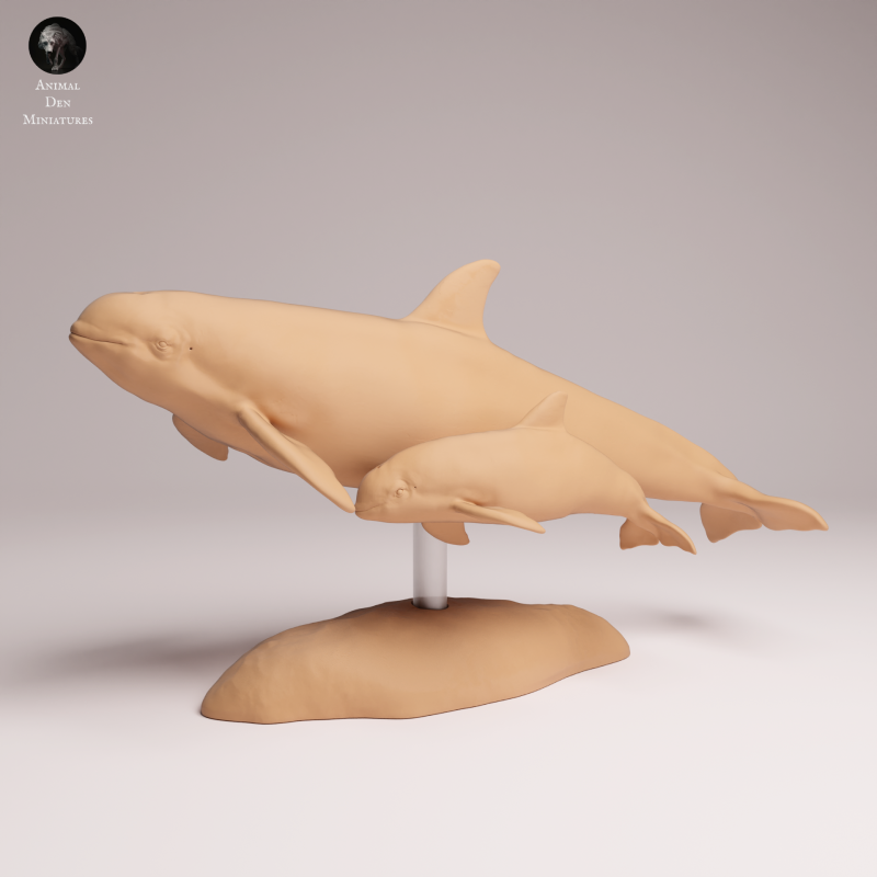 Vaquita with Calf