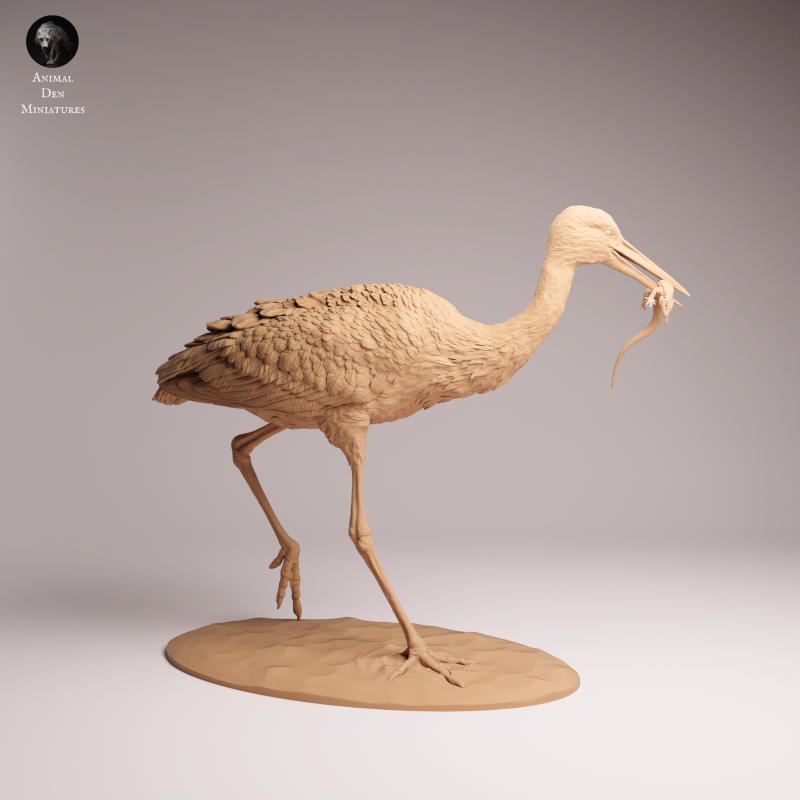 White Stork Eating