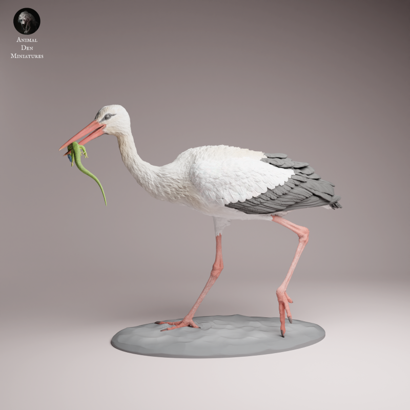 White Stork Eating