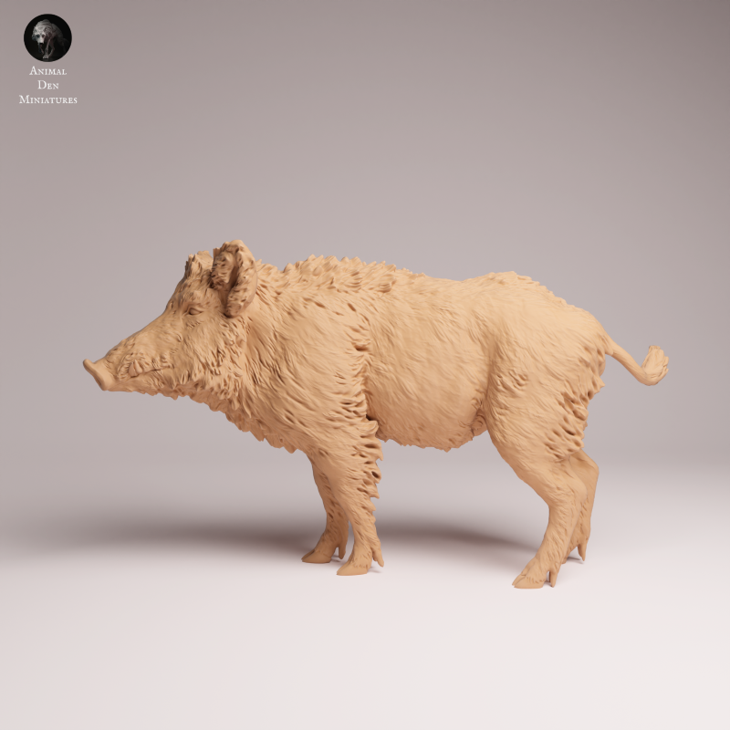 Wild Boar