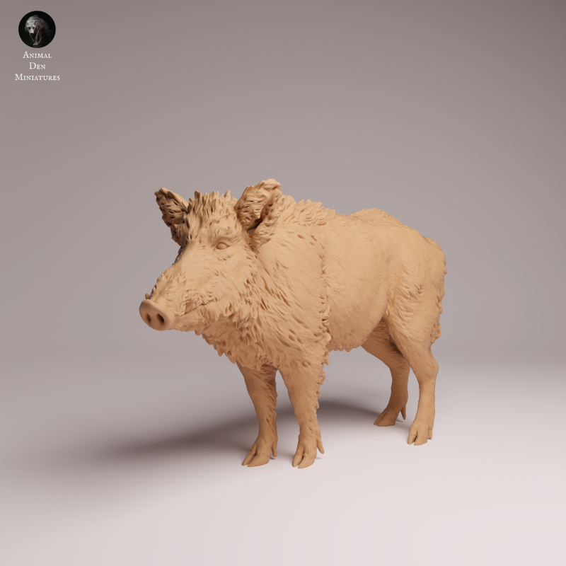 Wild Boar