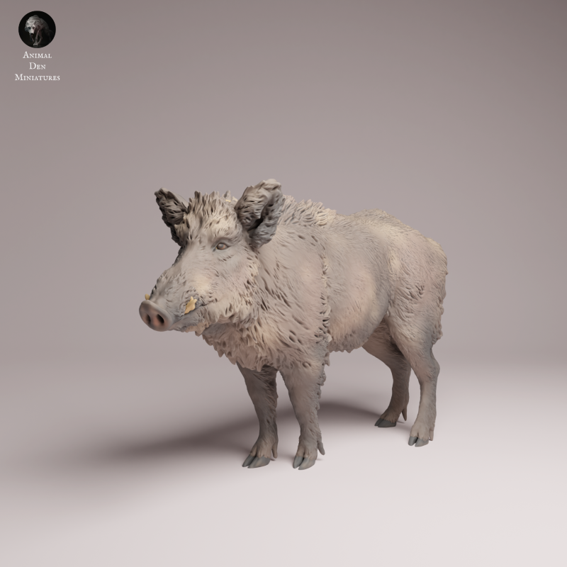 Wild Boar