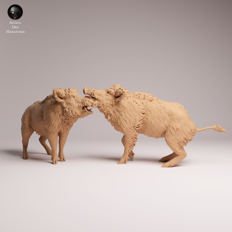 Wild Boar - Fight