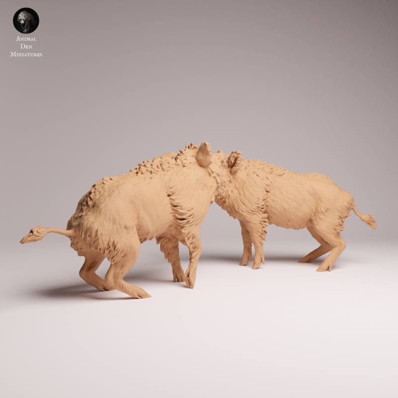 Wild Boar - Fight