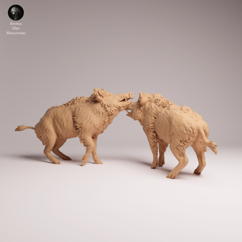 Wild Boar - Fight